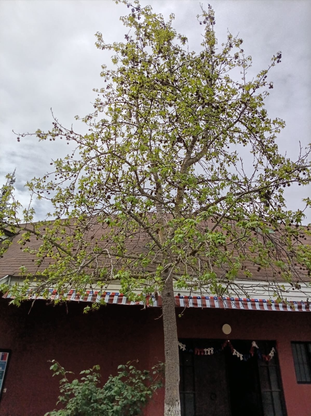 Árboles del entorno de la sede Melipilla